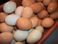 Egg_pictures_003