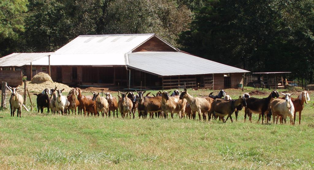 Goats_side_barn